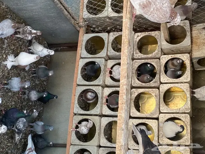حمام مجموعة وأنواع من حمام الزينه للبيع 0
