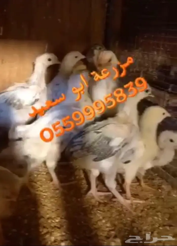 صوص فرنسي كولمبي واحمر للبيع 9