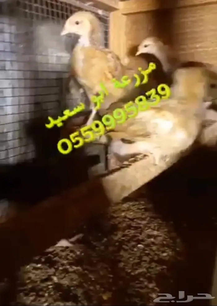 صوص فرنسي كولمبي واحمر للبيع 11