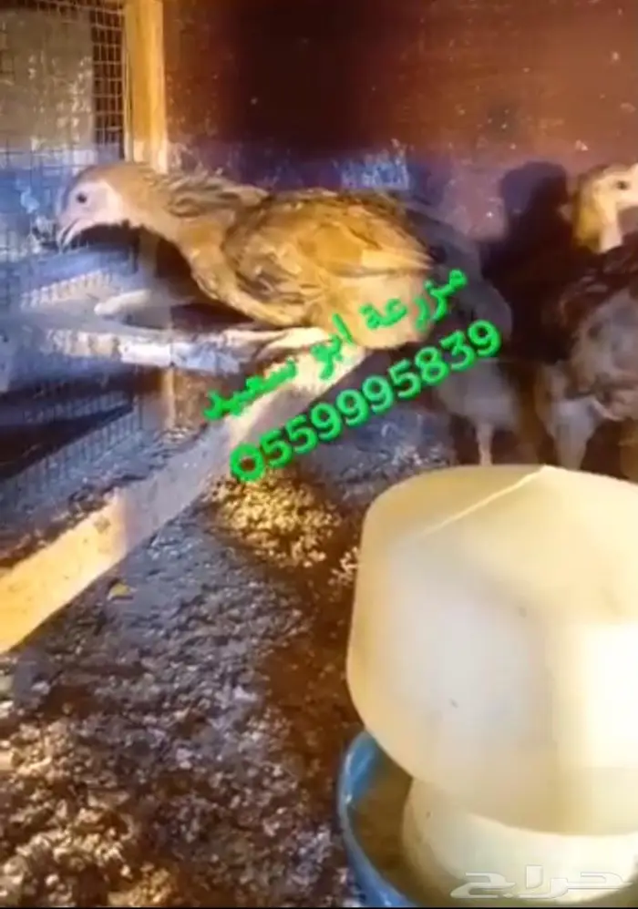 صوص فرنسي كولمبي واحمر للبيع 12