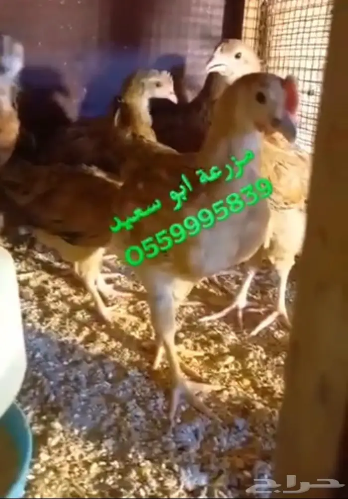 صوص فرنسي كولمبي واحمر للبيع 16