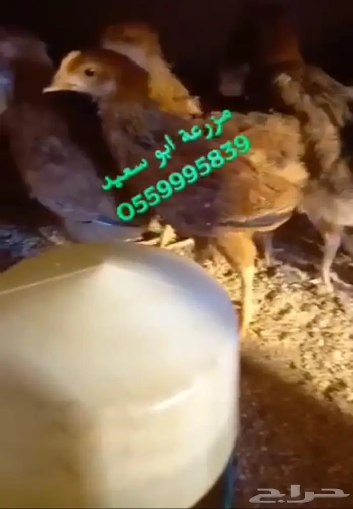 صوص فرنسي كولمبي واحمر للبيع 15