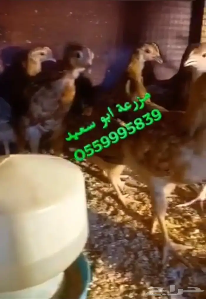 صوص فرنسي كولمبي واحمر للبيع 13