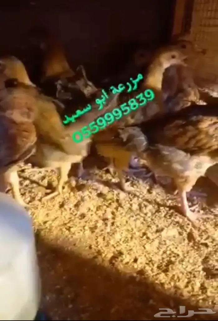 صوص فرنسي كولمبي واحمر للبيع 14