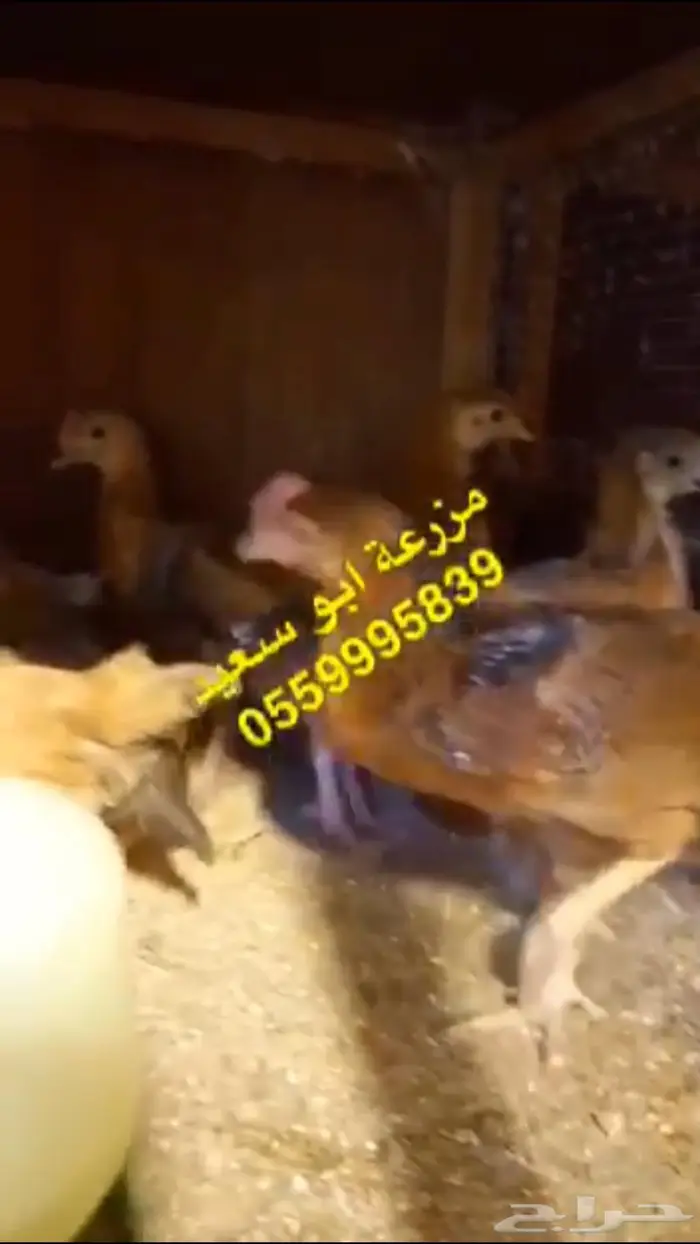 صوص فرنسي كولمبي واحمر للبيع 10