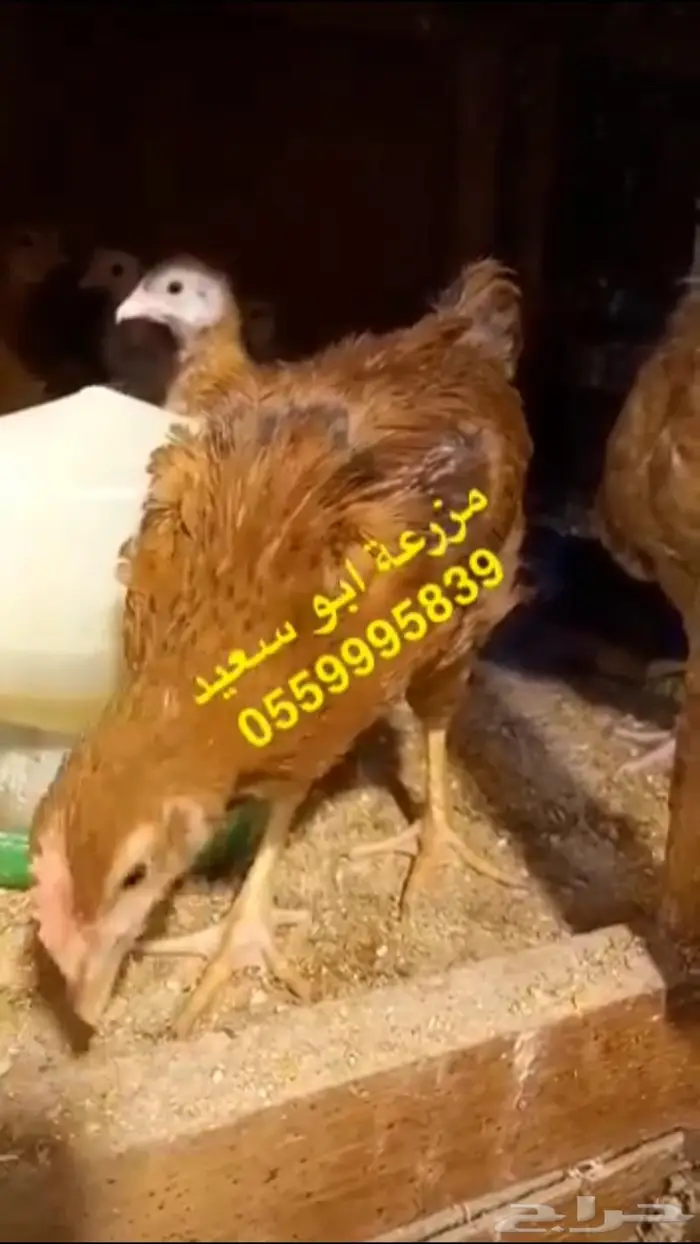صوص فرنسي كولمبي واحمر للبيع 6