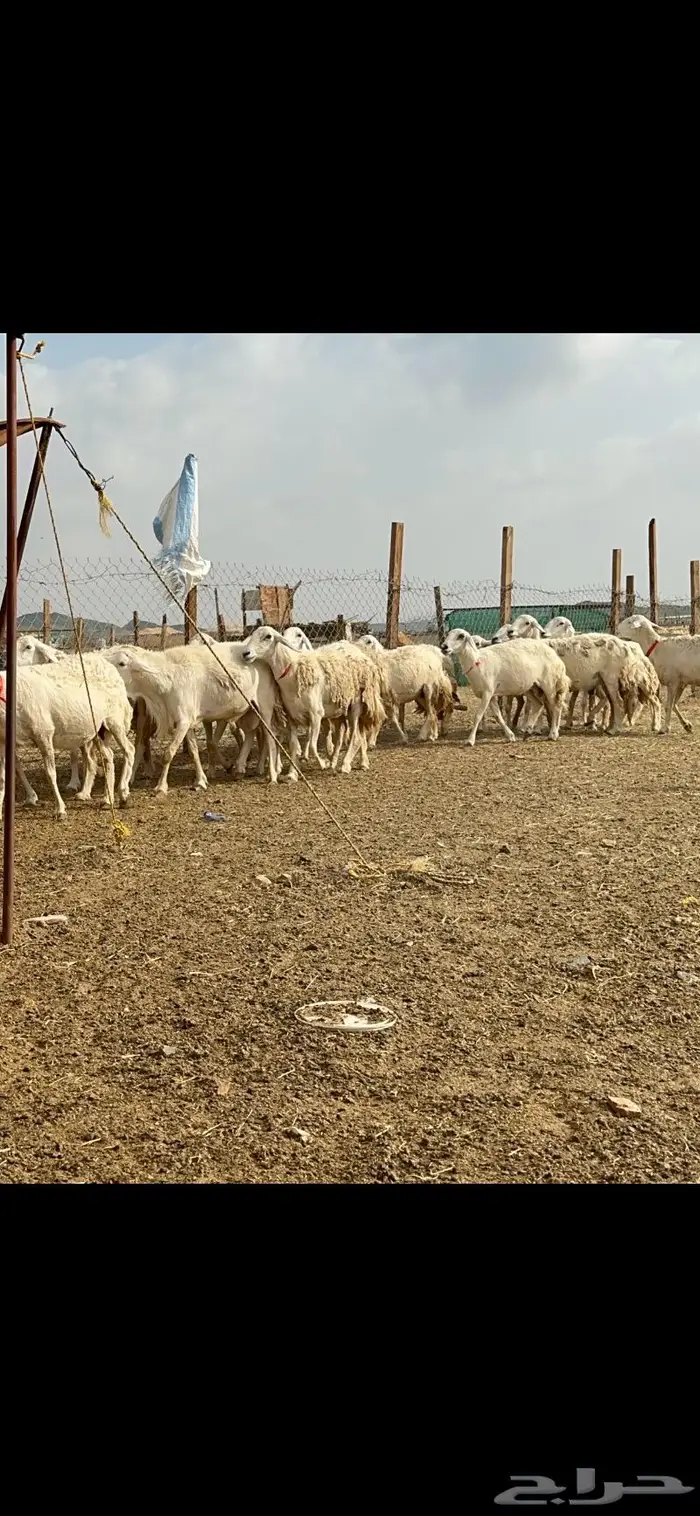 غنم حرش جروم صنف 4