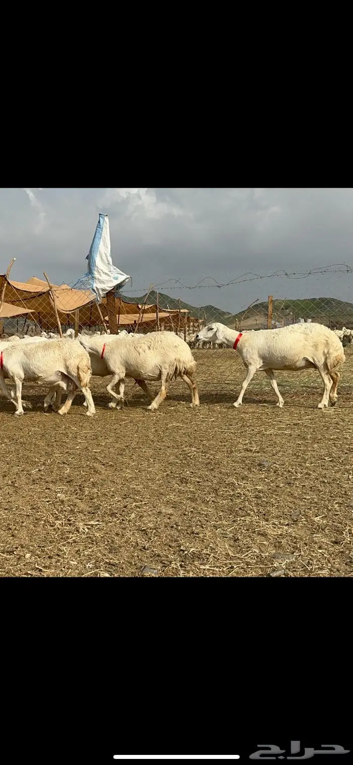 غنم حرش جروم صنف 0