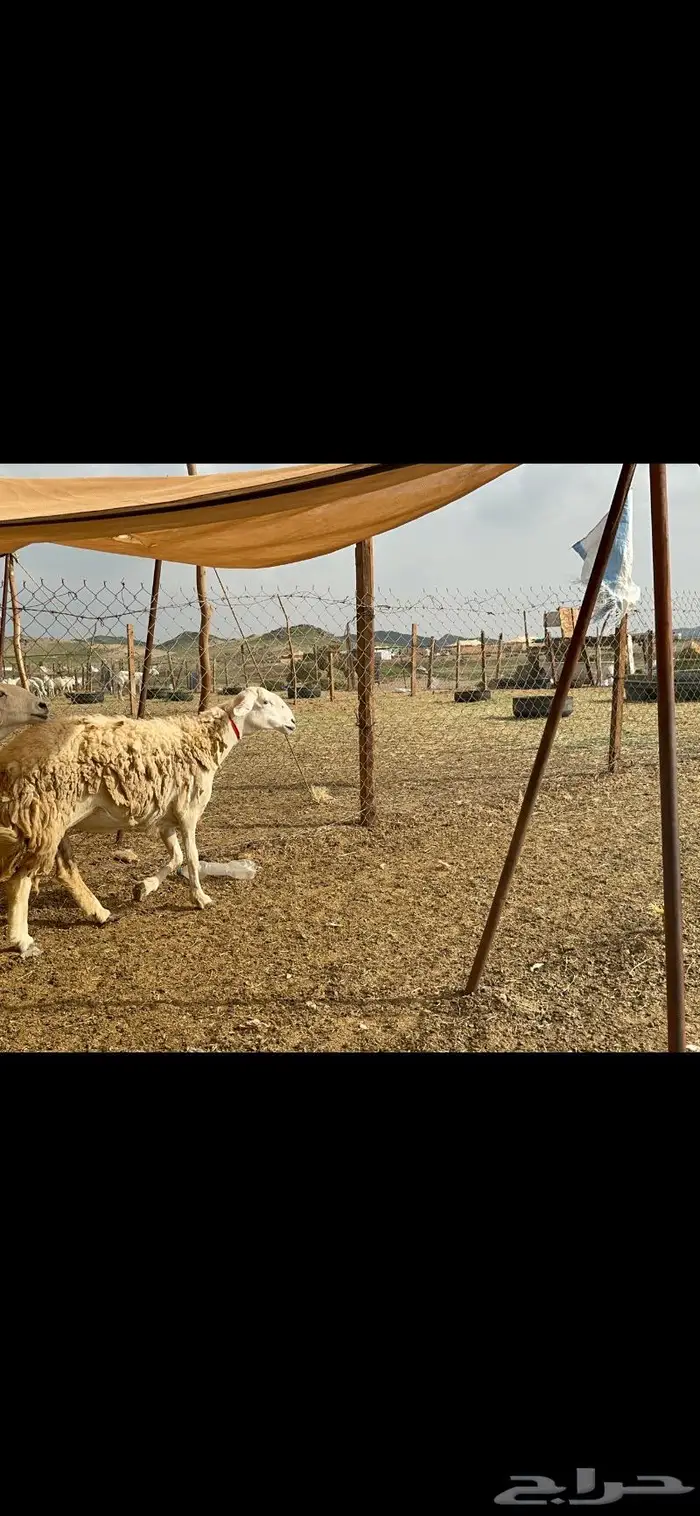 غنم حرش جروم صنف 1