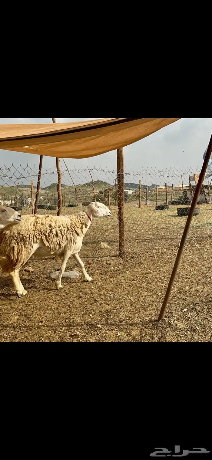 غنم حرش جروم صنف 2
