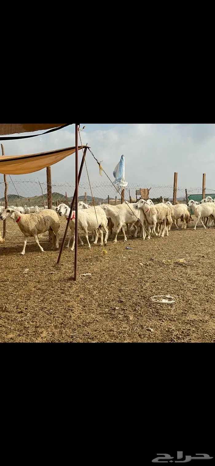 غنم حرش جروم صنف 3
