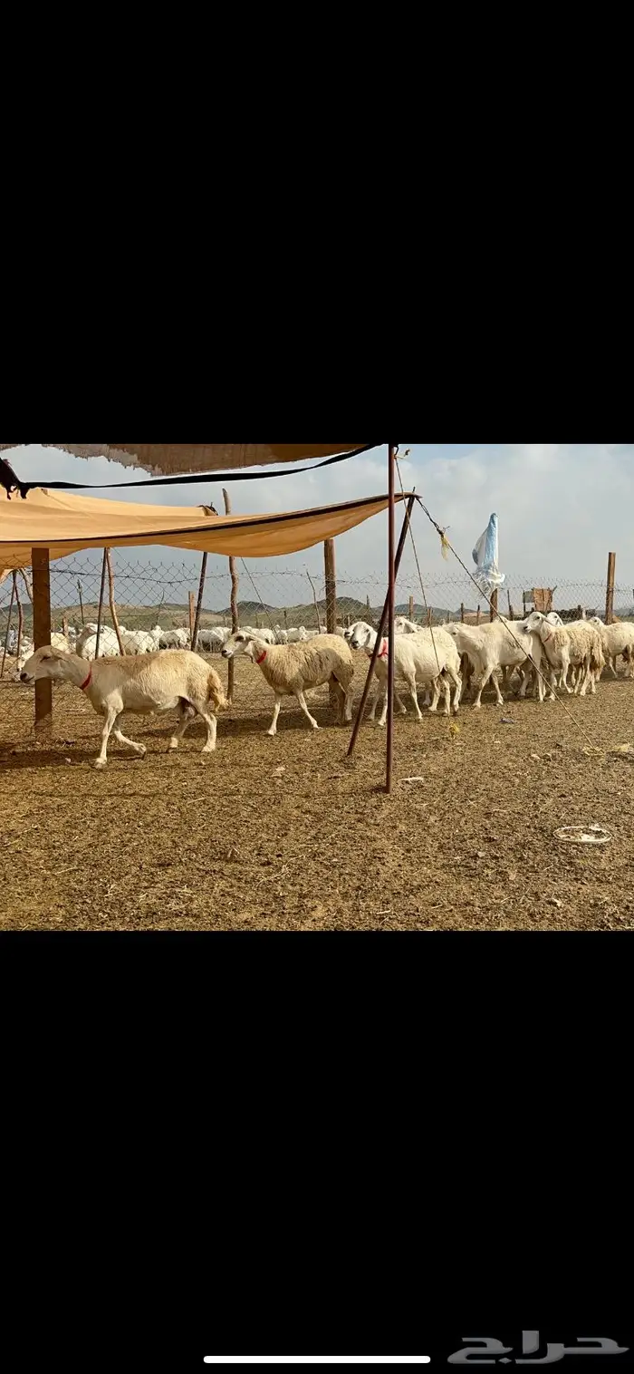 غنم حرش جروم صنف 5