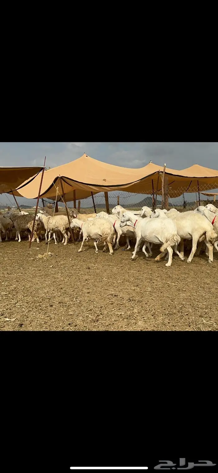 غنم حرش جروم صنف 6