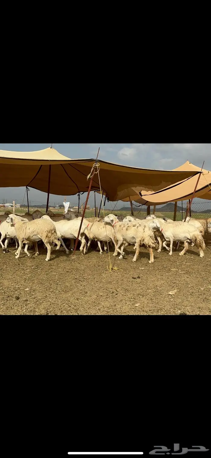 غنم حرش جروم صنف 7