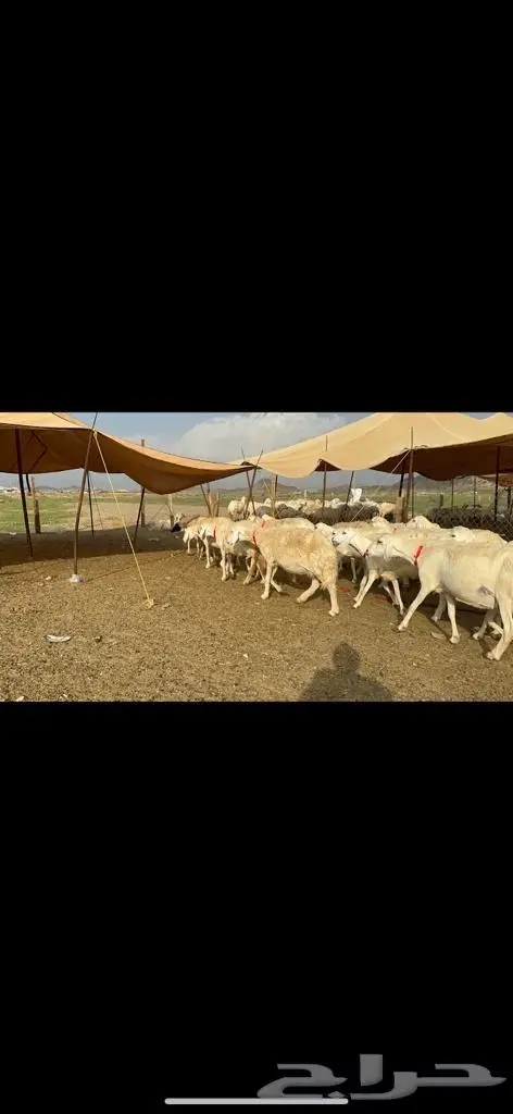 غنم حرية منوة القناي مراح واحد 3