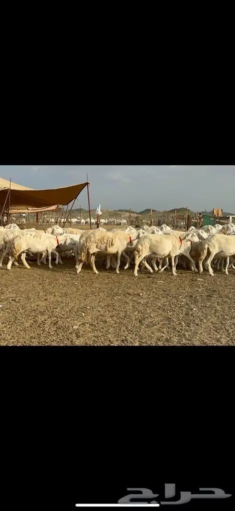 غنم حرية منوة القناي مراح واحد 4