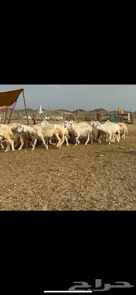 غنم حرية منوة القناي مراح واحد 5