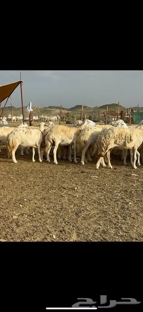 غنم حرية منوة القناي مراح واحد 6