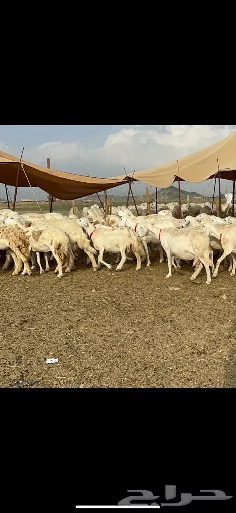 غنم حرية منوة القناي مراح واحد 7