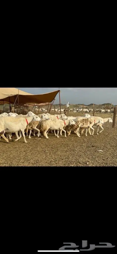 غنم حرية منوة القناي مراح واحد 9
