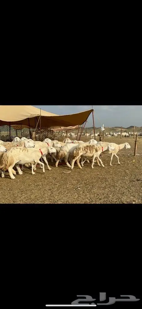 غنم حرية منوة القناي مراح واحد 10