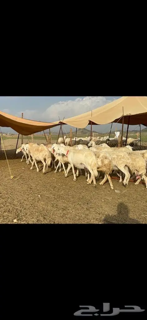 غنم حرية منوة القناي مراح واحد 13