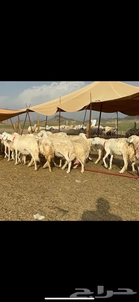 غنم حرية منوة القناي مراح واحد 14