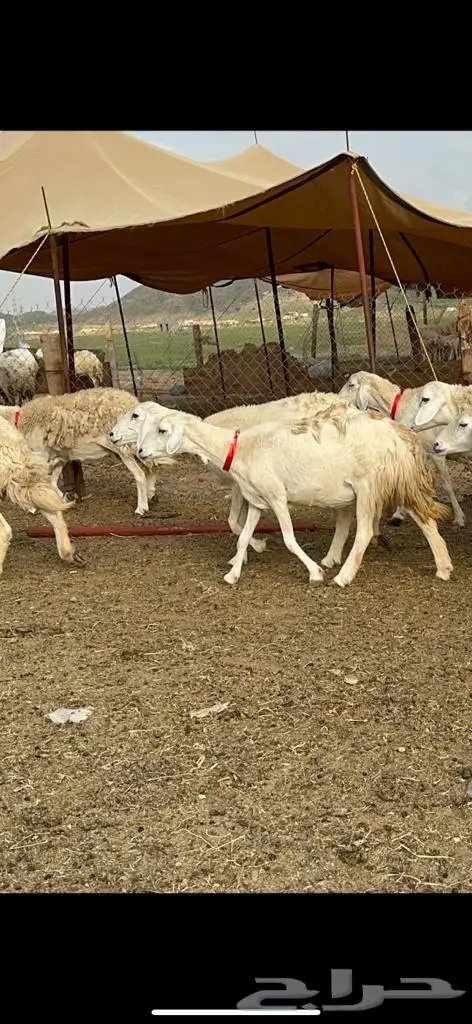 غنم حرية منوة القناي مراح واحد 0