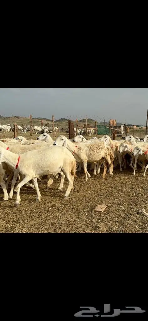 غنم حرية منوة القناي مراح واحد 15