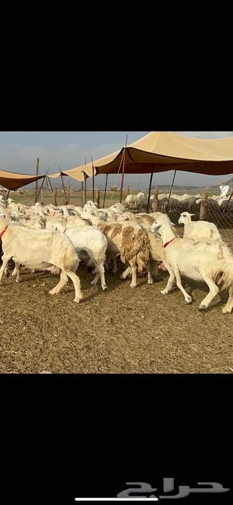 غنم حرية منوة القناي مراح واحد 16
