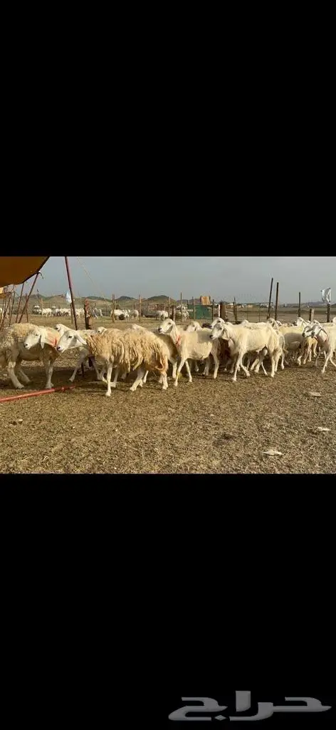 غنم حرية منوة القناي مراح واحد 18