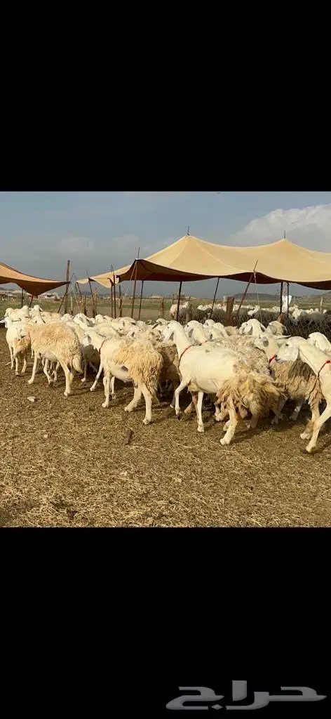 غنم حرية منوة القناي مراح واحد 19