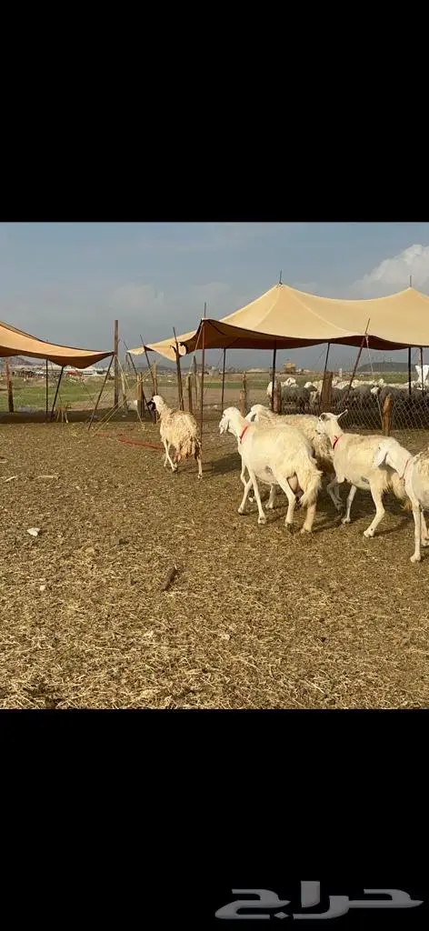 غنم حرية منوة القناي مراح واحد 20