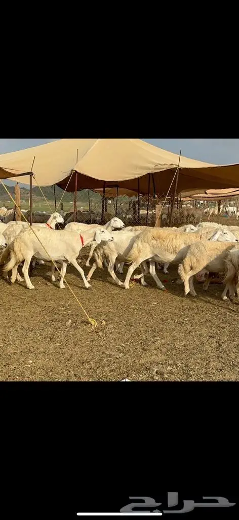 غنم حرية منوة القناي مراح واحد 21