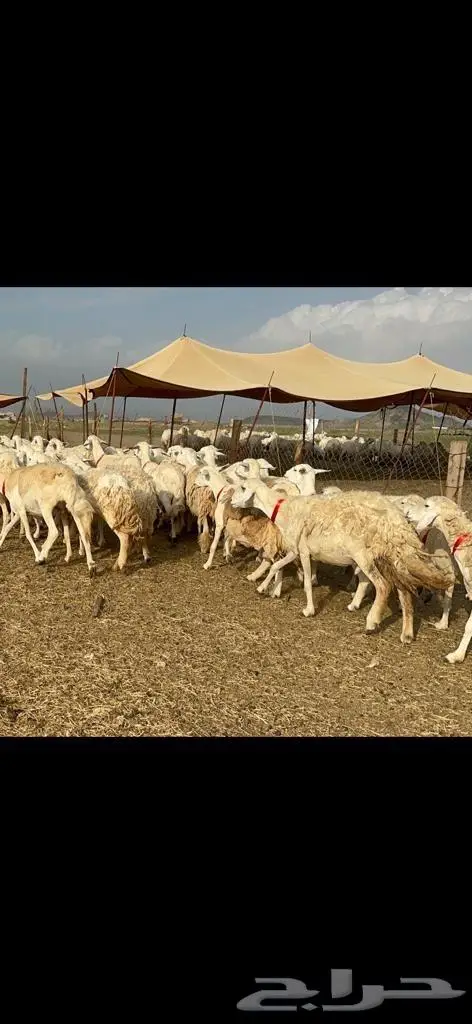 غنم حرية منوة القناي مراح واحد 22