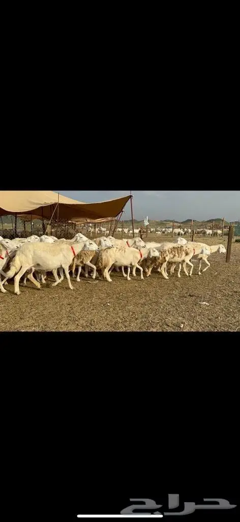 غنم حرية منوة القناي مراح واحد 23