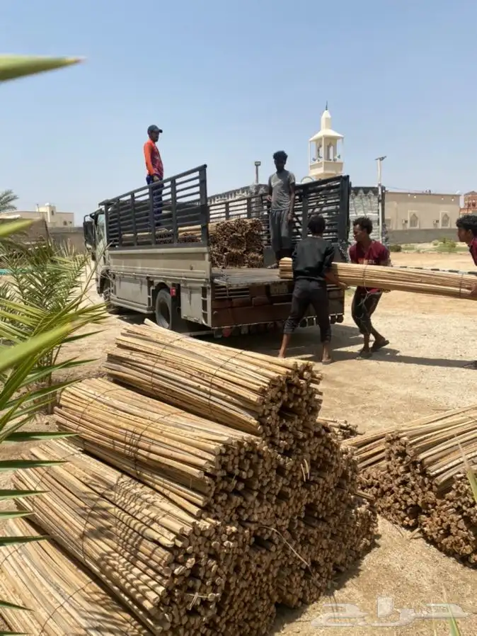 عسيب نخل مسفوف 6