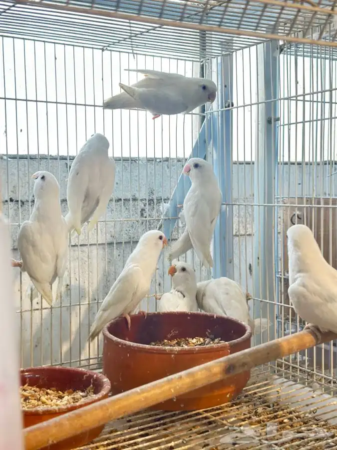 جوز روز البينو مع فروخه (تم البيع))) 0