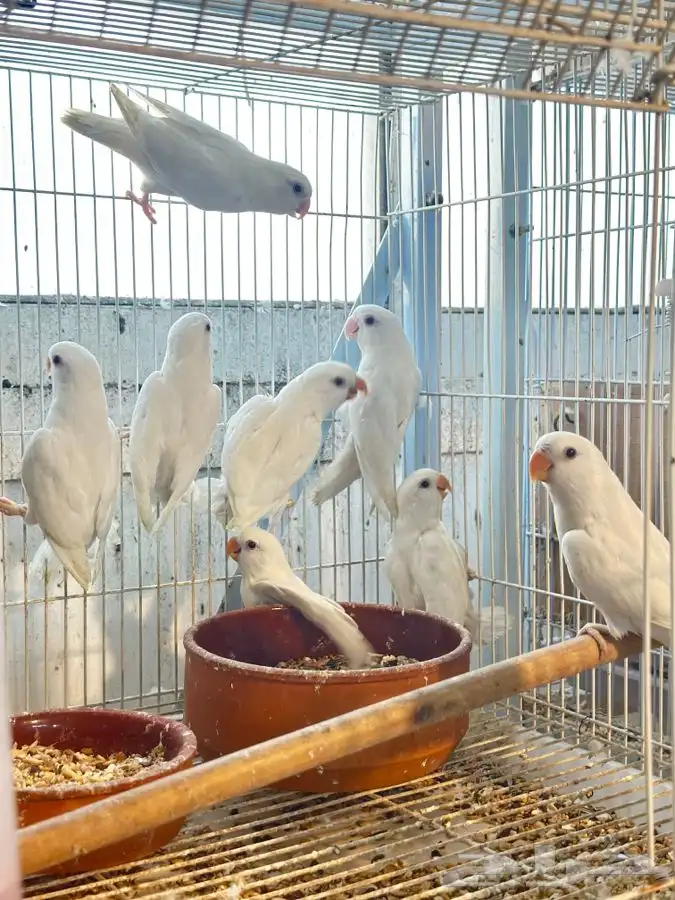 جوز روز البينو مع فروخه (تم البيع))) 1