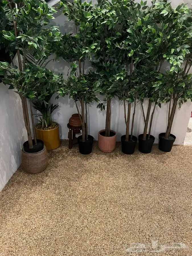 الريزن بوند 7