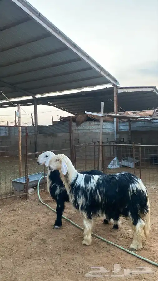 خرفان نجد 3
