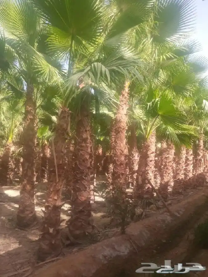 تركيب الثيل الطبيعي وتنسيق الحدائق 3