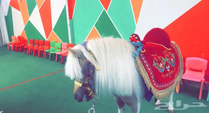 للحفلات والمناسبات والاعياد الميلاد (خيل -سيسي -جمل ) 0