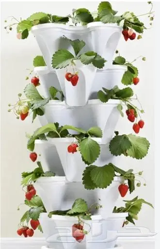 احواض زراعة فراولة و مراكن و دتش باكيت 2