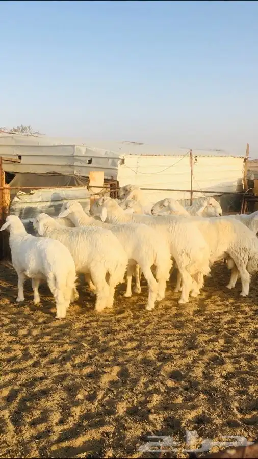 عروض الحريات رقم 2 حلال ابو حمدان الحبابي 40