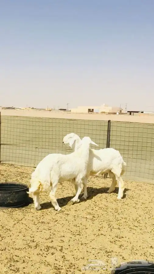 عروض الحريات رقم 2 حلال ابو حمدان الحبابي 26