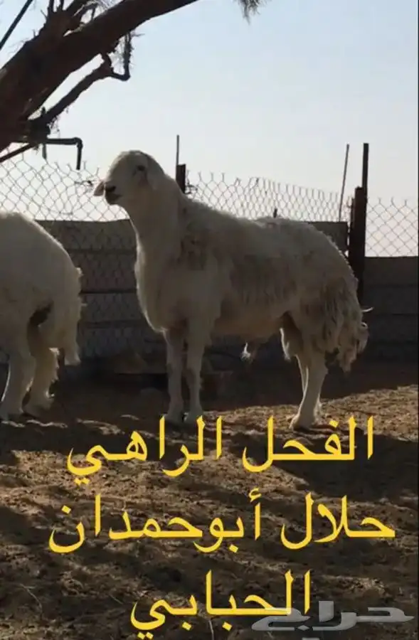 عروض الحريات رقم 2 حلال ابو حمدان الحبابي 14