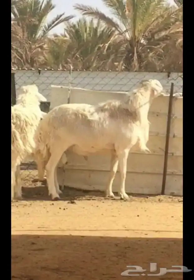 عروض الحريات رقم 2 حلال ابو حمدان الحبابي 13