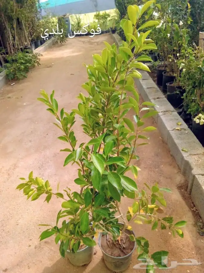 شتلات بسعر الجملة 37