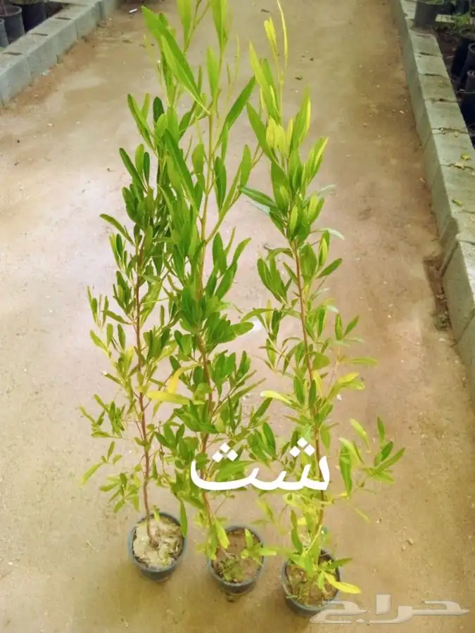 شتلات بسعر الجملة 1